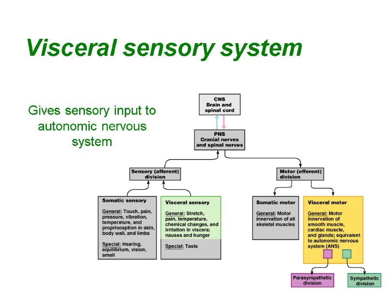 22 Visceral sensory system Gives sensory input to autonomic nervous system